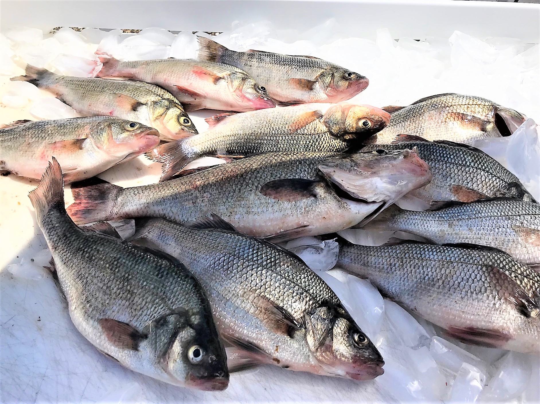 Good Day Perch Fishing by Ed Valitutto