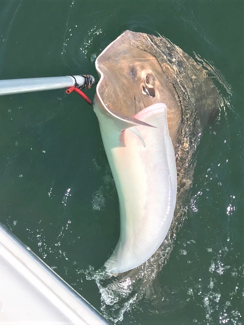 Still Some Fluke Around Inside by Ed Valitutto