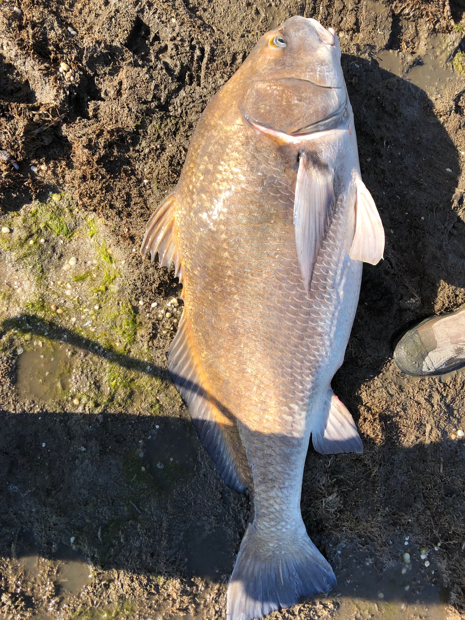 Unusual Catch for Me by Pat Presutto