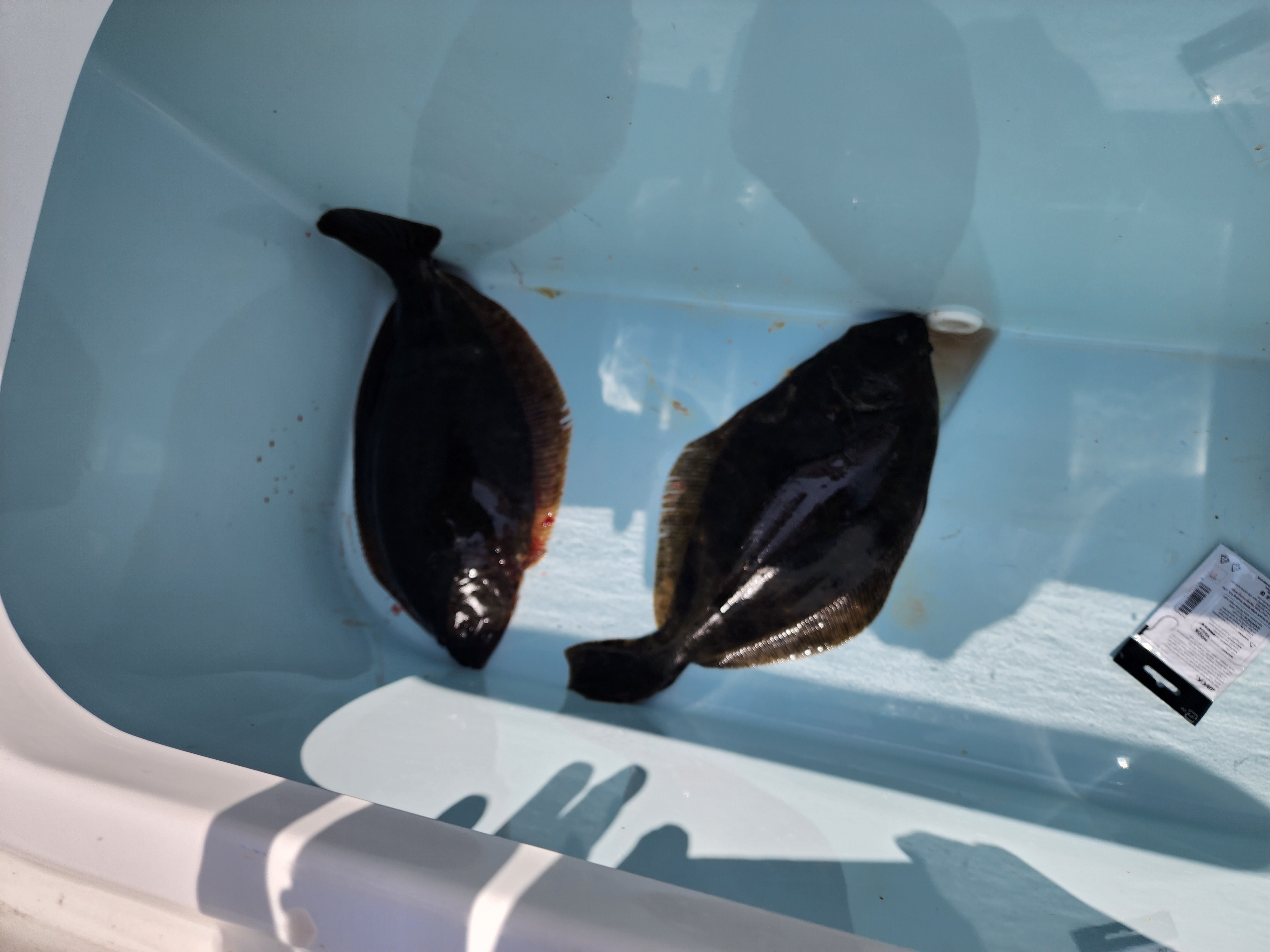 Bay Fluke Trip by Marty Friedrich