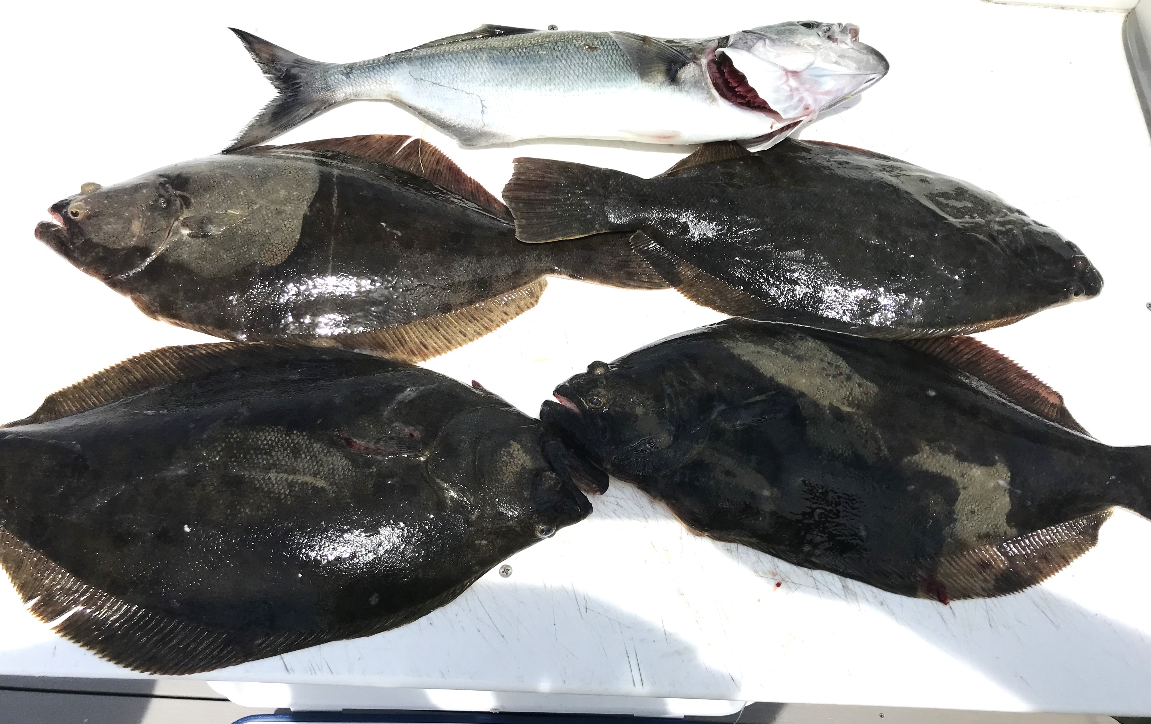 Fluking Between the Gas Docks by Ed Valitutto