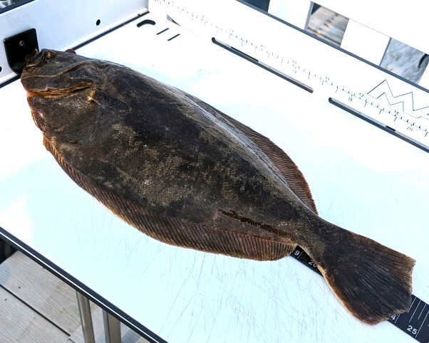 JCAA Fluke Tournament by Ed Valitutto