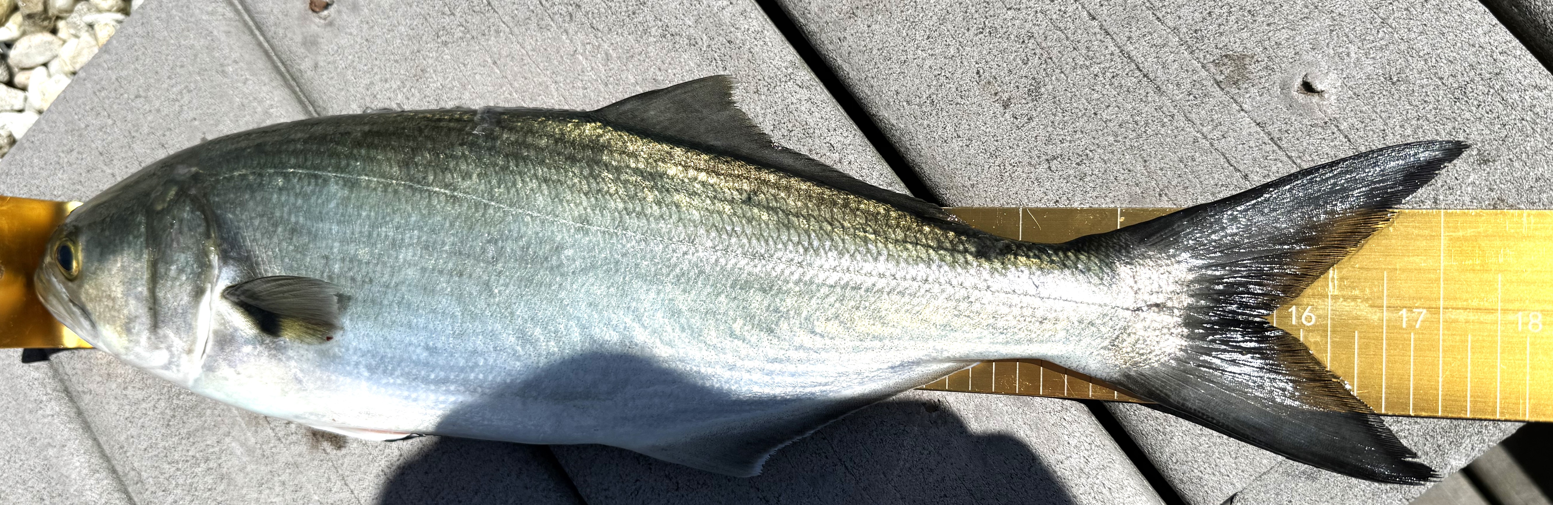 Great Last Day of the Sea Bass Season by Larry Leary